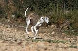 WHIPPET 131